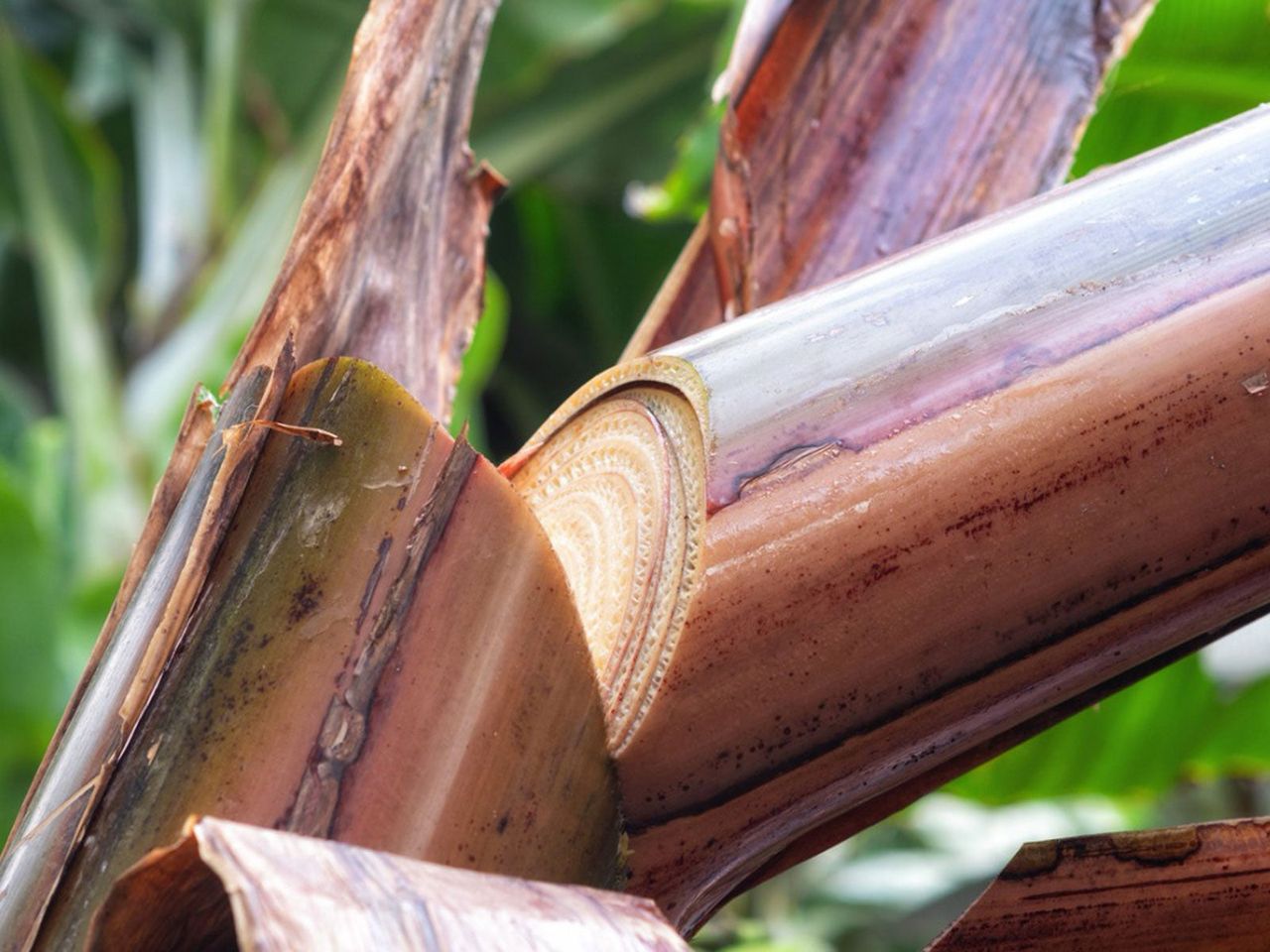 Collecting Banana Stems